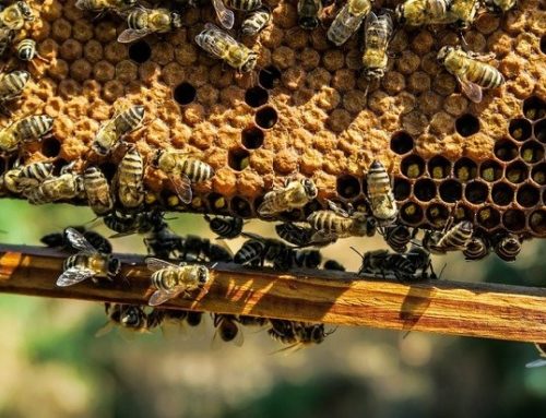 Própolis: un aliado natural ideal para los síntomas catarrales