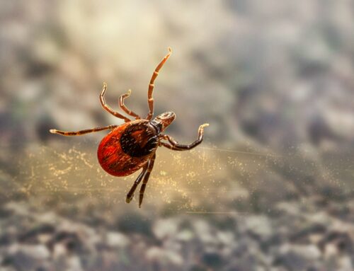 Enfermedad de Lyme transmitida por garrapatas