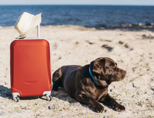 ¿Vas a viajar con tu perro o gato por España? Consejos para disfrutar del viaje con total tranquilidad