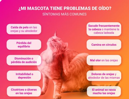 Consejos para el cuidado del oído de las mascotas