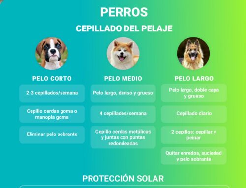 Consejos para el cuidado del sentido del tacto en mascotas